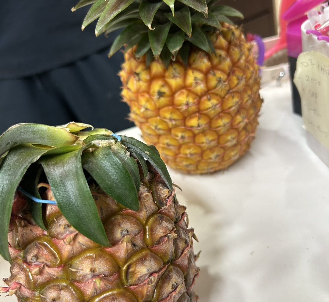 石垣島から幸せ便🏝🕊絶品パイナップル🍍💛